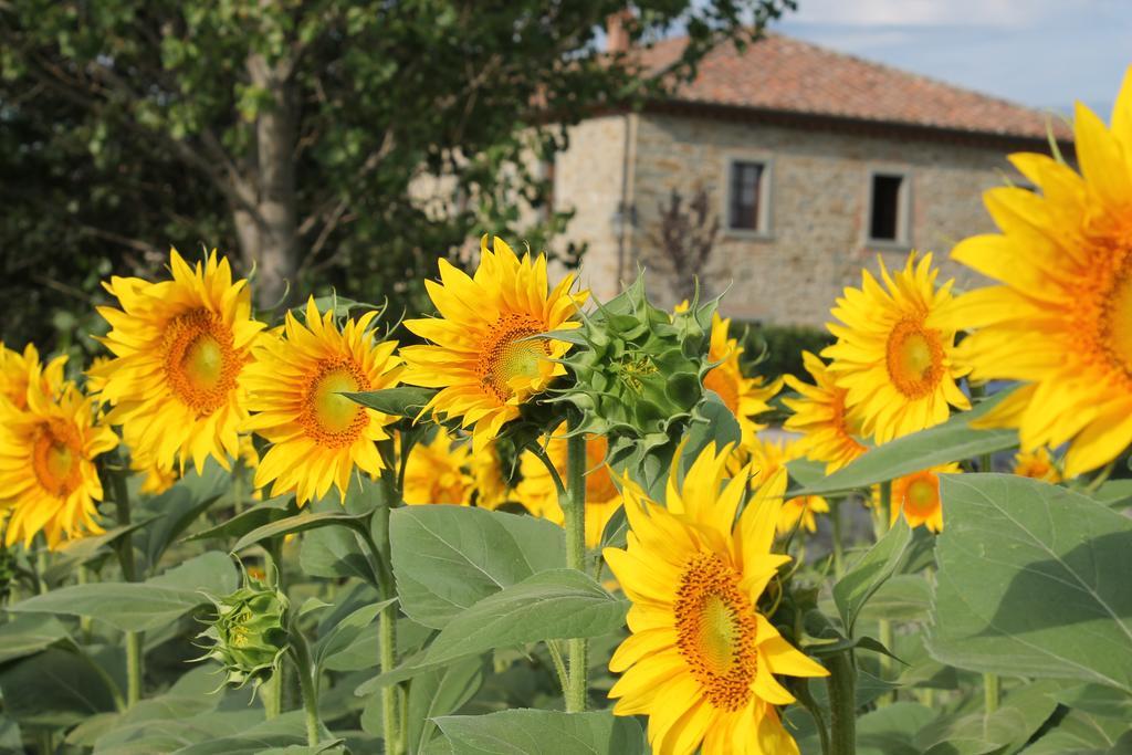Il Grifone A Cortona Residence エクステリア 写真